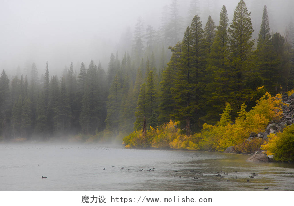 暴风雨中的深林湖泊猛犸象湖景观在雨天在加州猛犸湖附近